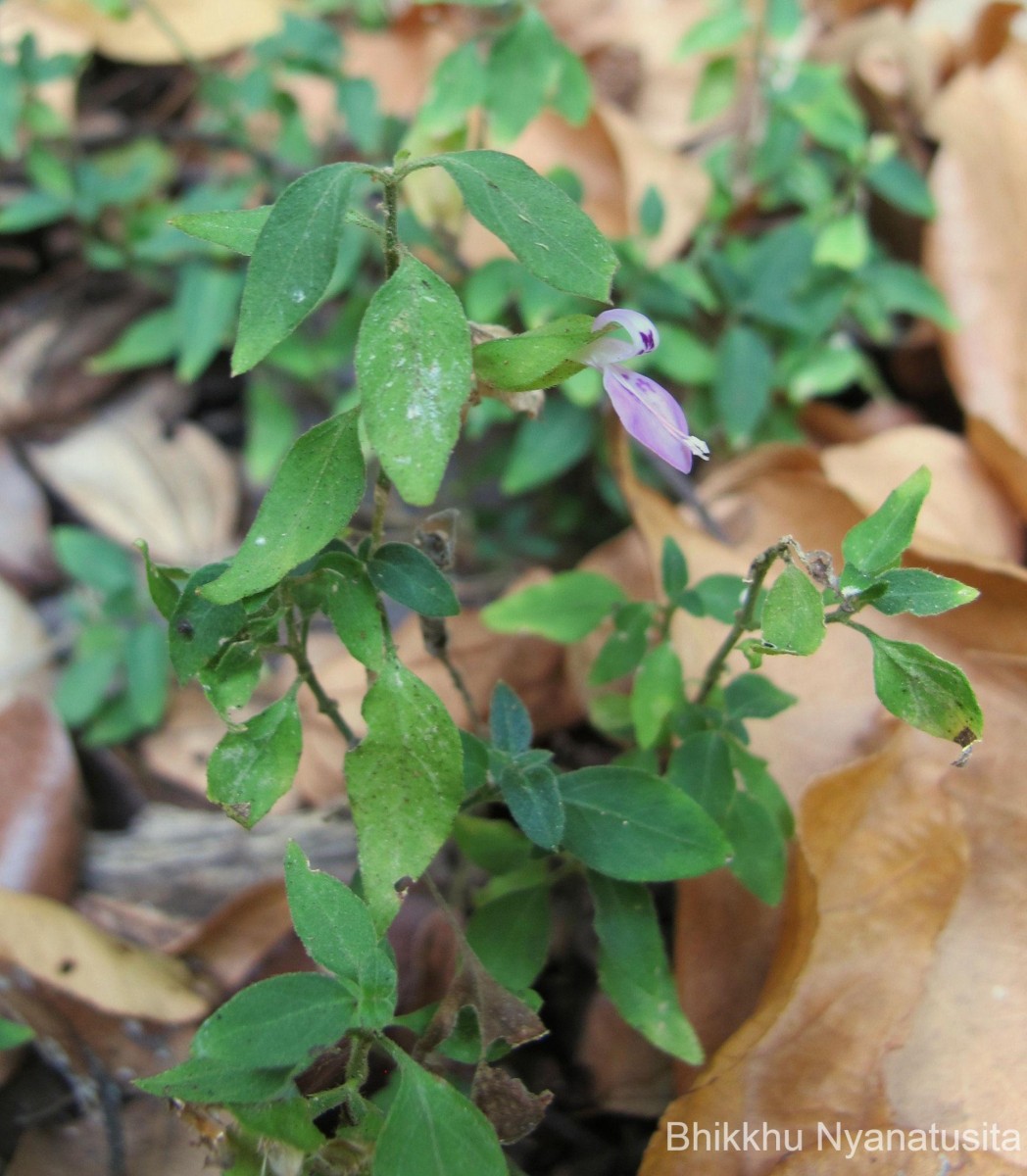 Dicliptera neesii (Trimen) L.H.Cramer